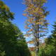 Illustration for article titled Fall Photos 1